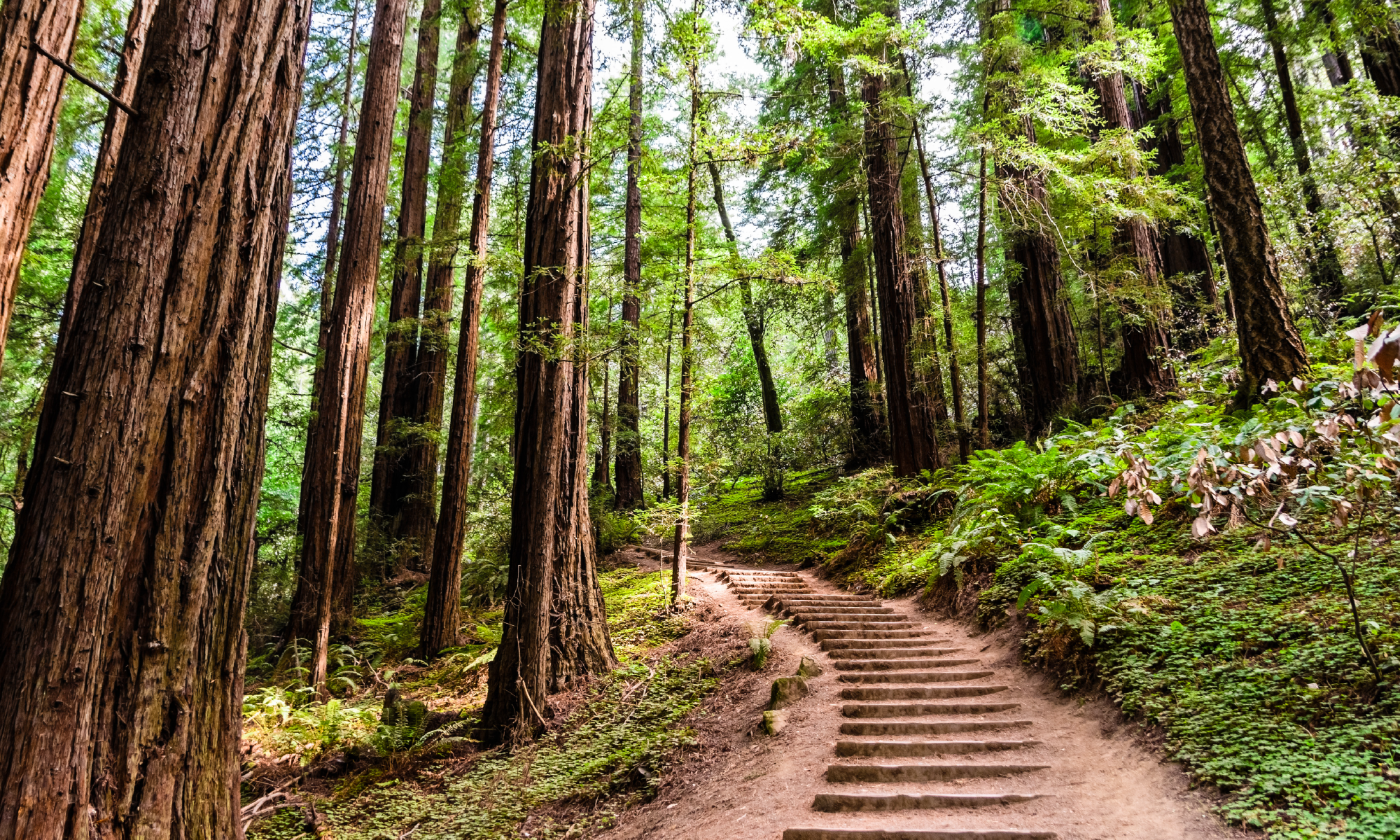 Muir Woods